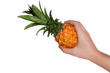 Isolated on white background mini pineapple varieties Queen Victoria from Mauritius in hand.