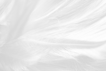 Fototapeta premium Piękna linia białe piórko wełny wzór tekstury tła