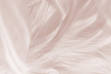 Beautiful white-brown feather texture background