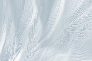 Beautiful white baby blue colors tone feather pattern texture background