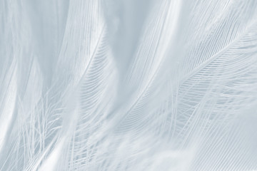 Obraz premium Beautiful white baby blue colors tone feather pattern texture background