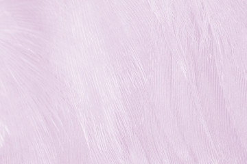 Beautiful line violet feather wool pattern texture background , pastel color style