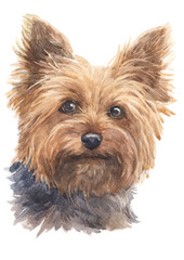 Water colour painting of Yorkshire Terrier 001