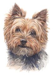 Water colour painting of Yorkshire Terrier 002