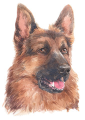 Water colour painting of German Shepherd 006
