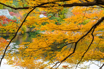 紅葉するモミジ