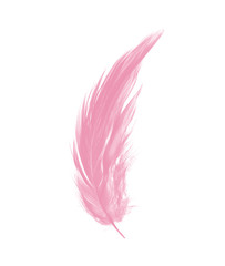 Beautiful light pink feather isolated on white background
