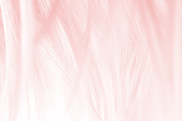 Beautiful line soft pink feather pattern texture background © nadtytok28
