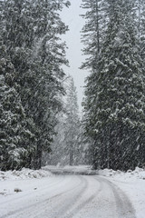 Obraz premium Driving Snow Covers Roadway