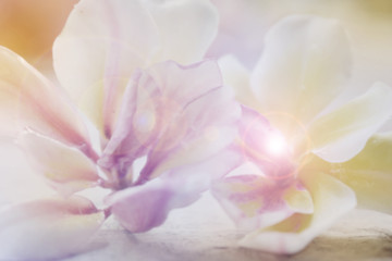 Fototapeta na wymiar Soft focus frangipani flowers on blur background