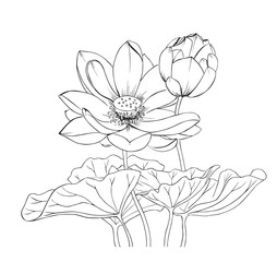 Drawing black and white blooming Lotus, Bud and leaves. Images for tattoo or other design.