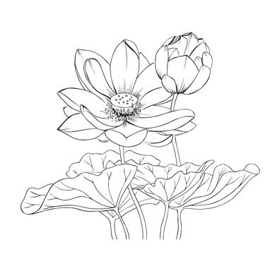 Drawing black and white blooming Lotus, Bud and leaves. Images for tattoo or other design.