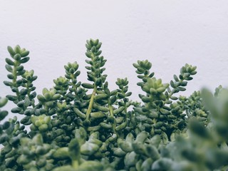 succulent