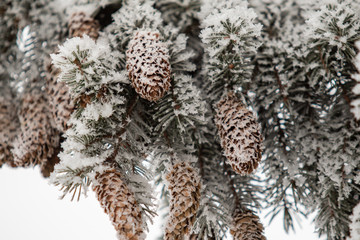 Winter. Fir cones and snow on the branches.