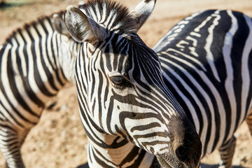 Fototapeta na wymiar Profile of a Zebra's Head