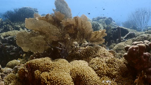 Seascape of coral reef in Caribbean Sea / Curacao with Gorgonian Coral and sponge
