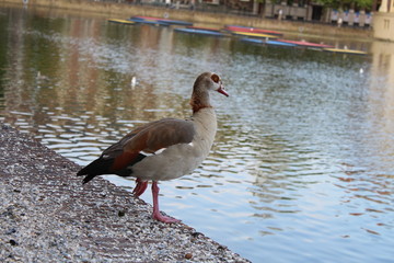 Duck in peace