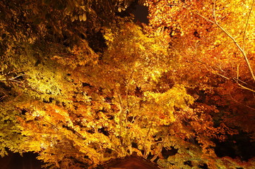 紅葉ライトアップ
