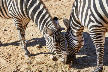 Fototapeta na wymiar Two Zebras grazing together