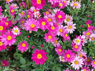 Pink Cosmos flowers in the garden