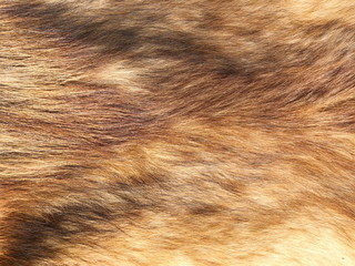 Brown hair fur for background or texture