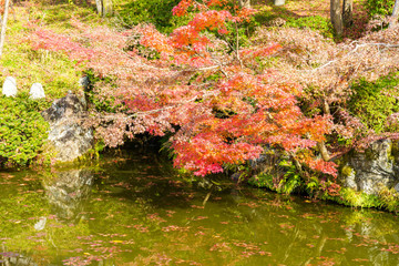 庭園の池と紅葉したモミジ