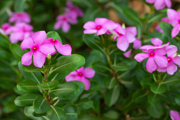 Beautiful Purple flowers in garden