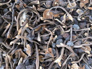 Dried boletus mushrooms for sale on the market