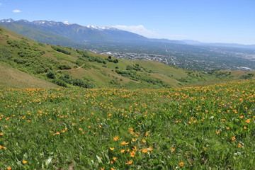 Spring wildflowers and snowcapped Wasatch Mountain Range