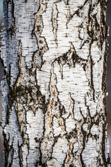 Birch, natural texture - rough bark on an old birch trunk, close up.