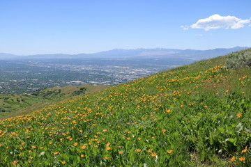 June wildflowers in the foothills of the Wasatch Mountains near Salt Lake City, Utah