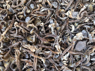 Dried boletus mushrooms for sale on the market
