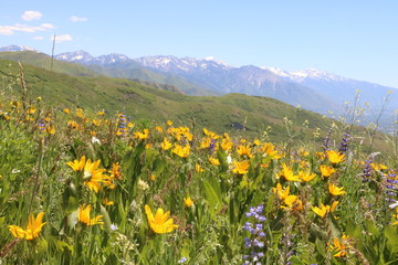 Wildflowers of the Wasatch foothills in Salt Lake City