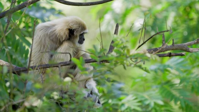 White handed gibbon sitting on tree. Common gibbon (Hylobates lar). Lar gibbon have sandy color fur