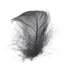 Beautiful black feather isolated on white background
