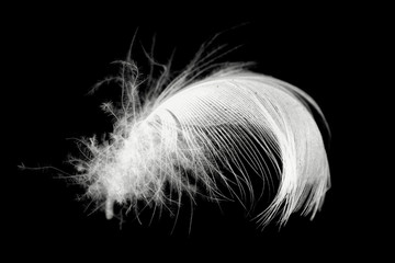 Beautiful white feather floating in air isolated on black background