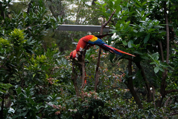 Pareja de Guacamayas