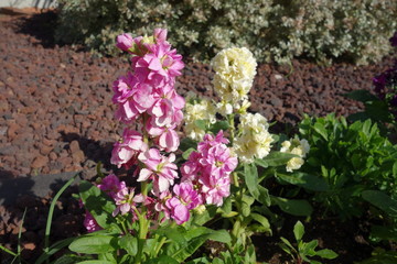 冬に咲いたピンクと白のアラセイトウの花