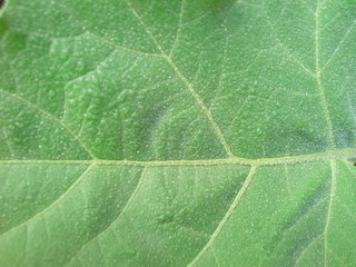 Obraz premium texture of green leaf