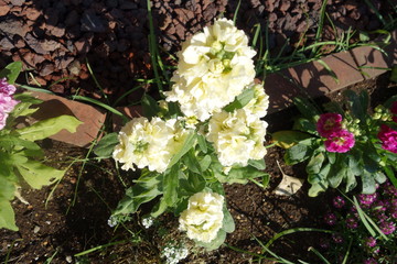 Obraz na płótnie Canvas 屋外に咲いた白いストックの花