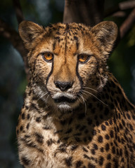 Cheetah close up portrait