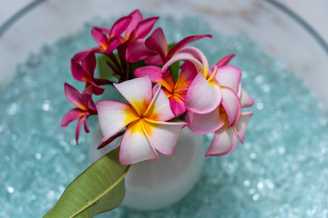 Fototapeta na wymiar Close up of pink plumeria or frangipani flower in a glass vase on island Zanzibar, Tanzania, Africa