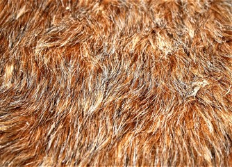texture of fur
