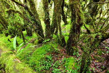 Fototapeta na wymiar tree trunks and the ground covered with green moss in forest
