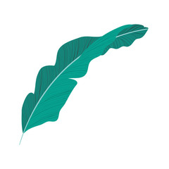 Isolated tropical green leaf vector design