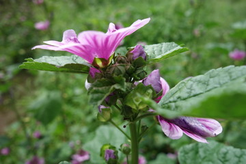 Fototapeta premium 夏の紫のマロウの花