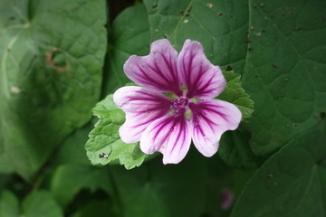 夏の紫のマロウの花