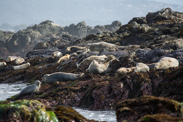 Harbor seals sunbathing on the rocks with turbulent seas.