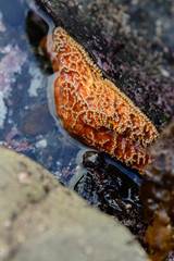 Orange sea star crawling halfway out of water tide pool.