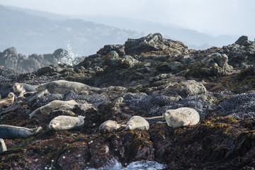 Harbor seals sunbathing on the rocks with turbulent seas.